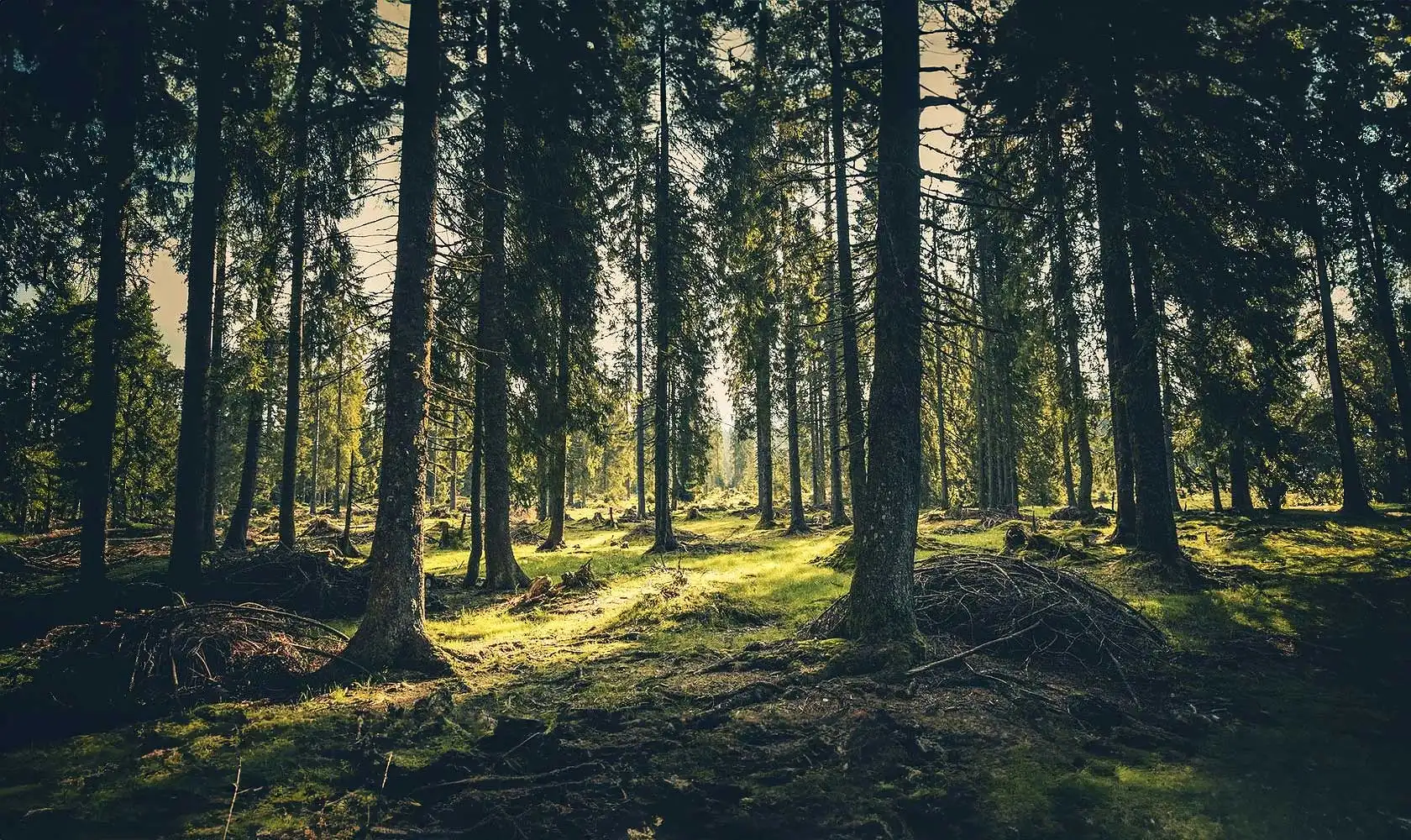 Orienteering at Fota Island Adventure